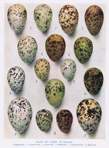 Huevos: Arao: etc, ilustración de 